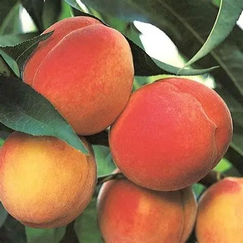 Peach Belle of Georgia