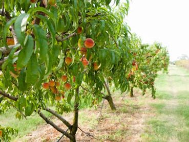 A row of peach trees.
