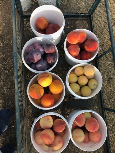 Buckets full of different varieties of stone fruit.
