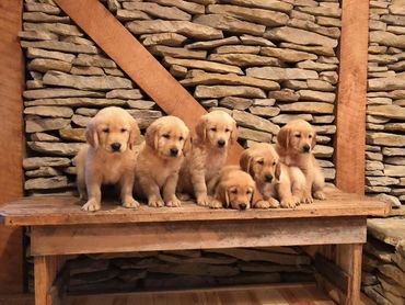 Golden retrievers sitting on a bench