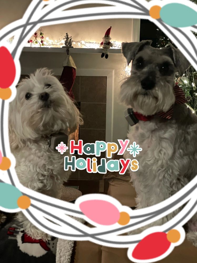 Bandannas and Bows Pet Grooming, Dog Day Care Center