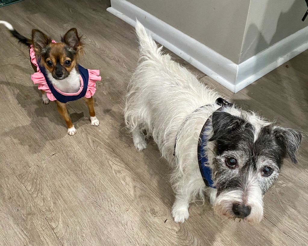 Ivy & Pita