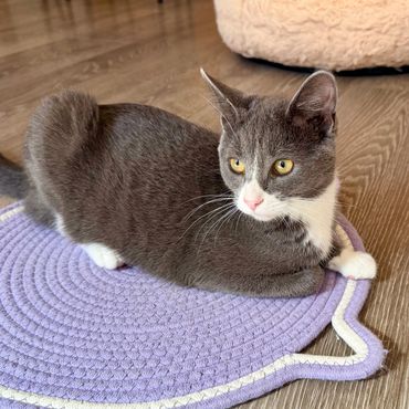 Gray and white cat resting on a purple mat.