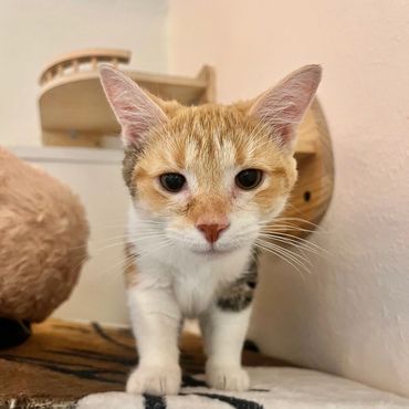 Curious orange and white cat walking toward the camera.