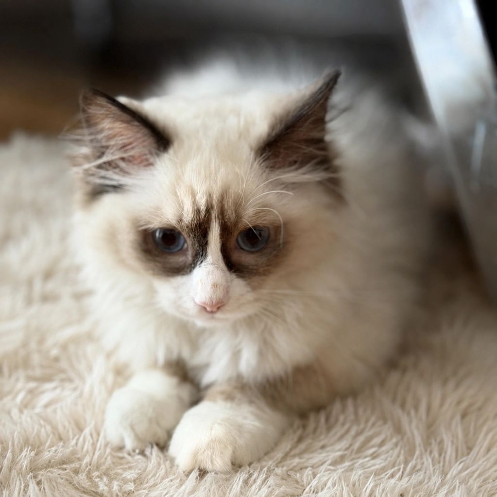 Fluffy white and brown cat with blue eyes resting on a soft blanket