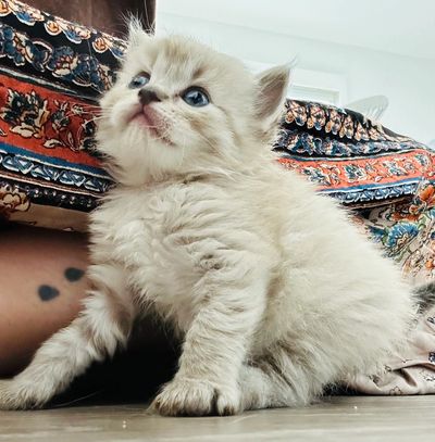 Sweet Chocolate Lynx Mink Ragdoll 