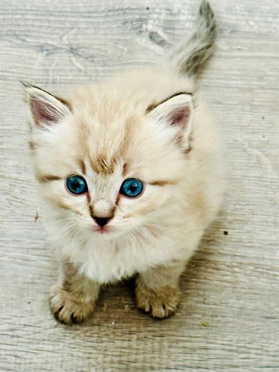 Chocolate Lynx mink