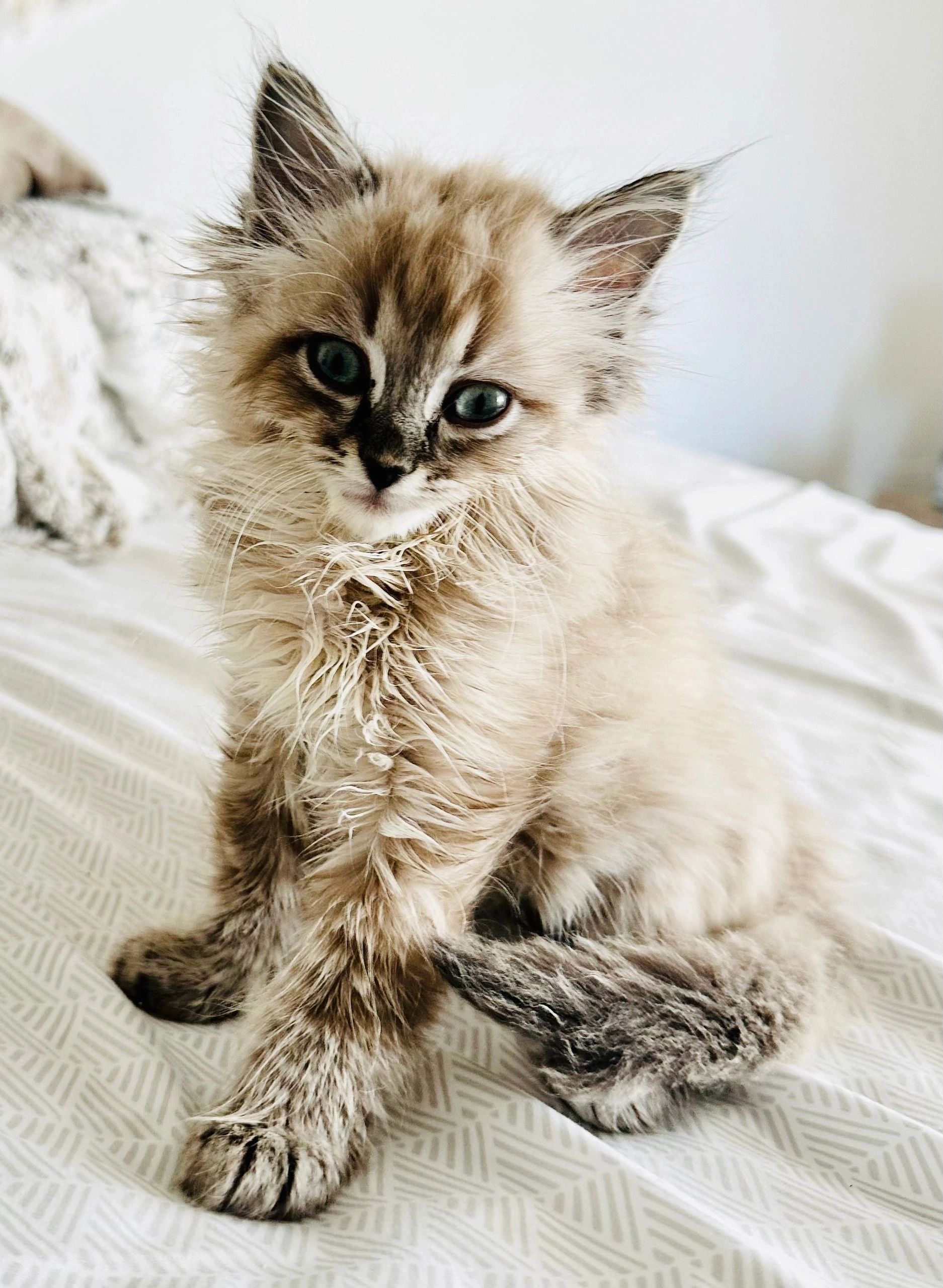 Is a Ragdoll right for me?