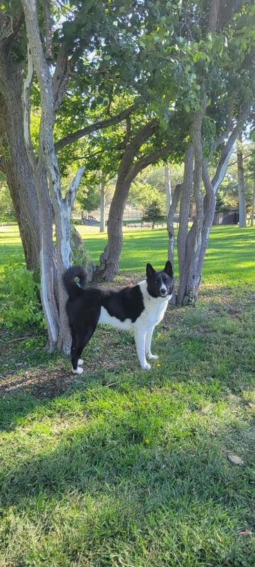 This is one year old male Karelian Bear Dog 