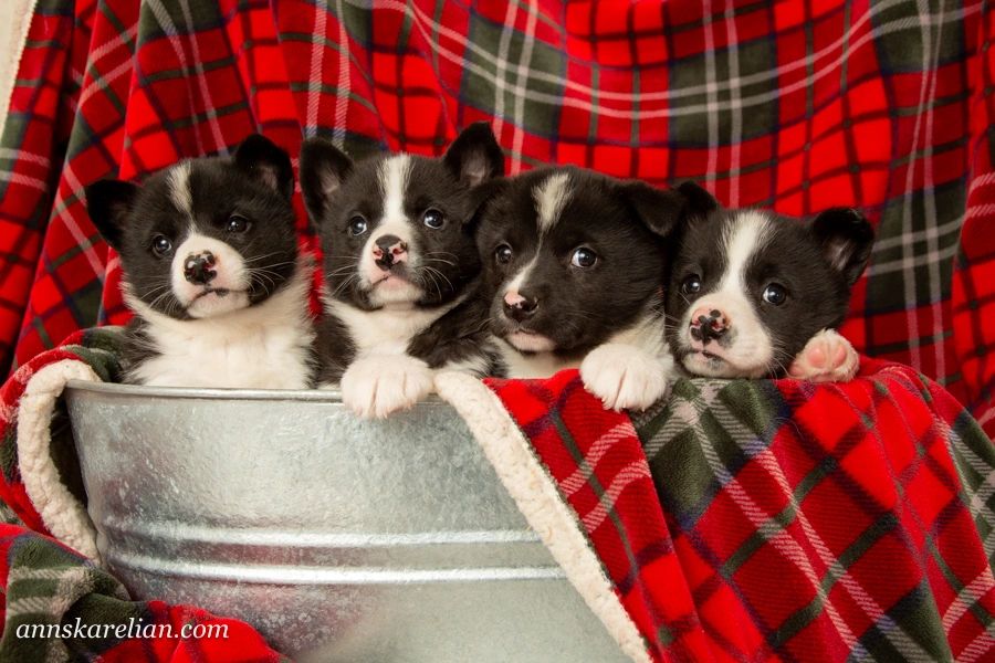 Female puppies from our Dani's October 2023 litter.