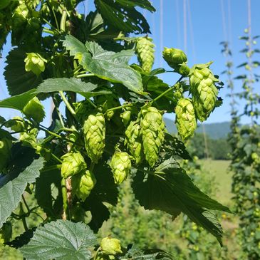 Close-up of green hop cones on a vine with leaves under blue sky.