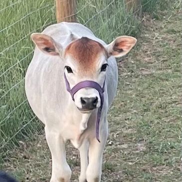 Small cow walking in a field.