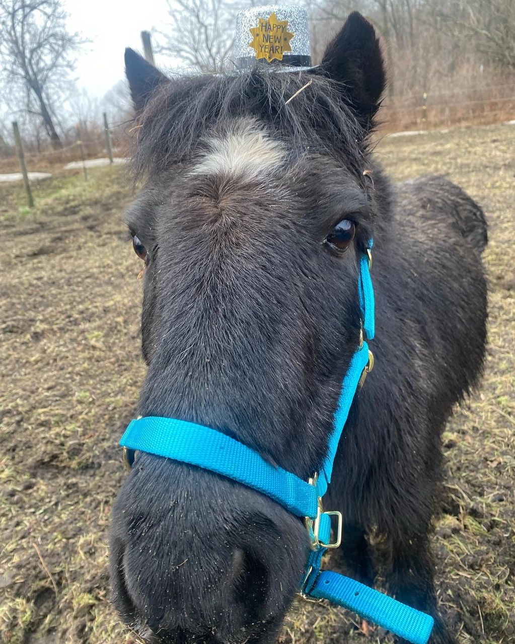 Pony with a Happy New Year hat