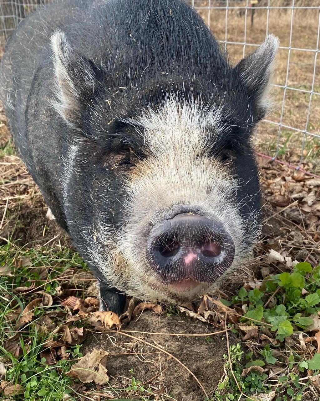 Pot belly pig exploring her new pasture 