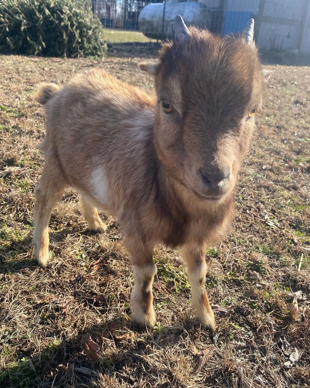 Nigerian dwarf goat kid