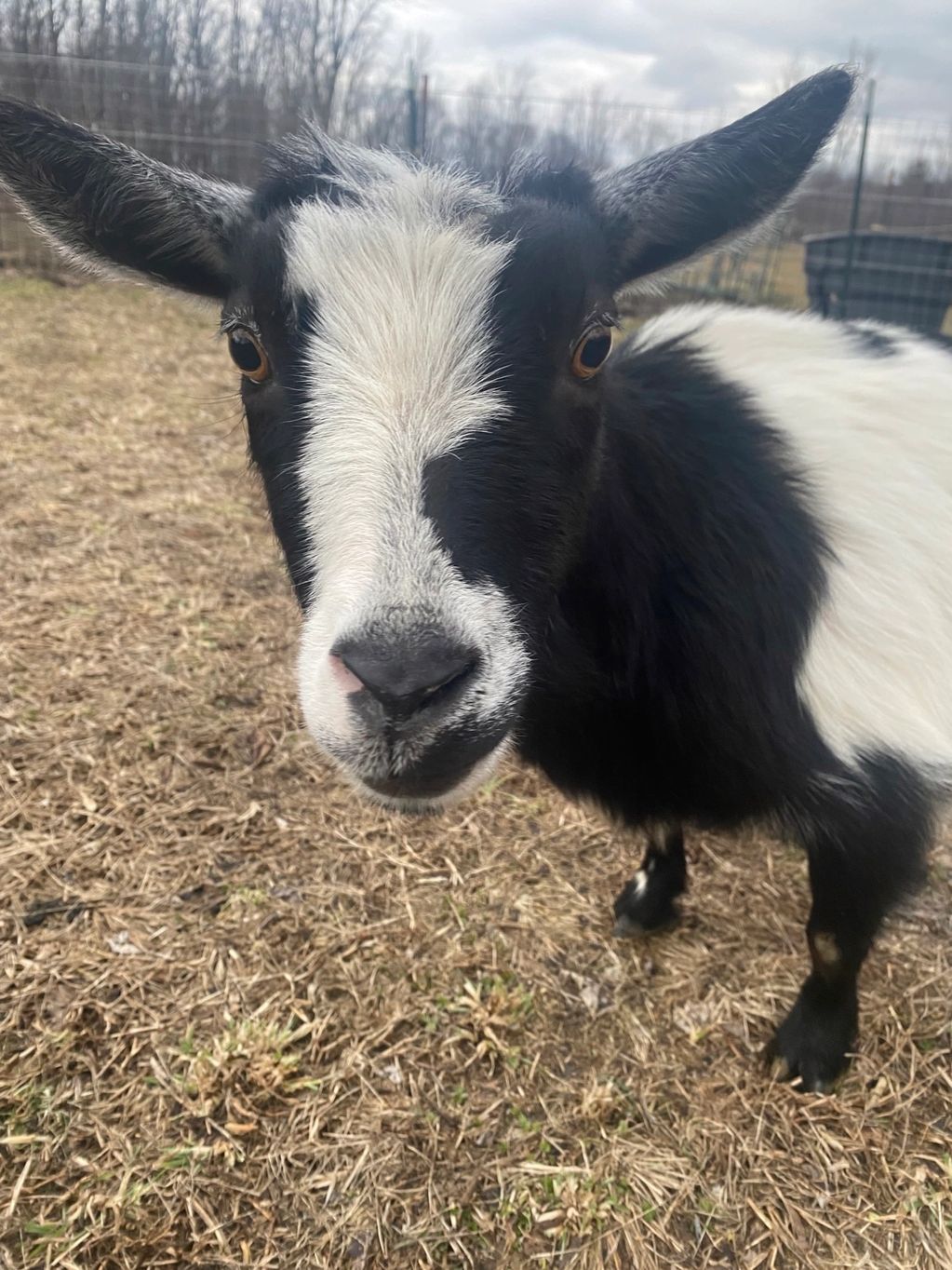 Nigerian dwarf goat mom