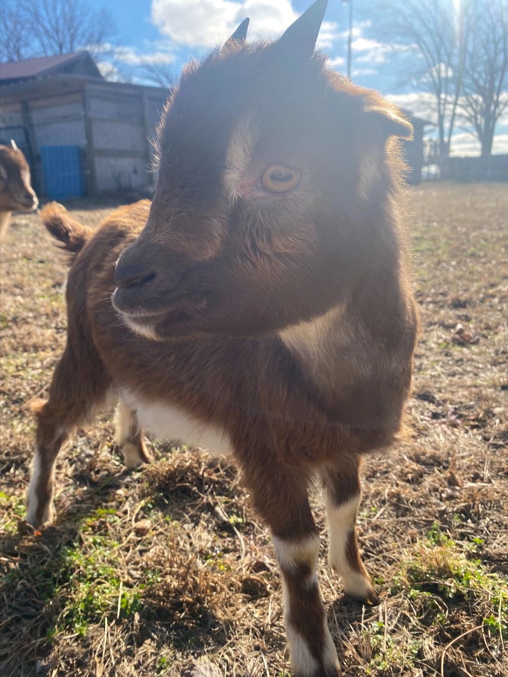 Nigerian dwarf goat kid 