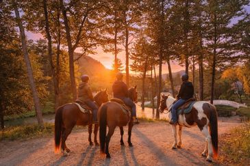 Three riders on horses watching a sunset in a forested area.
