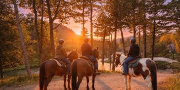 Three riders on horses watching a sunset in a forested area.