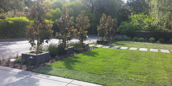 Sunlit lawn with potted trees along driveway.