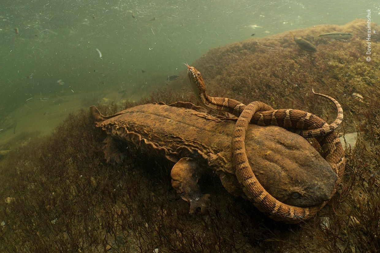 A snake coiled around a large amphibian underwater in a murky aquatic environment.
