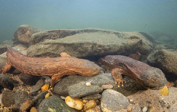 Two large salamanders resting on rocks underwater.