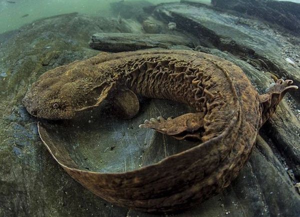 Large underwater salamander resting on a rock.