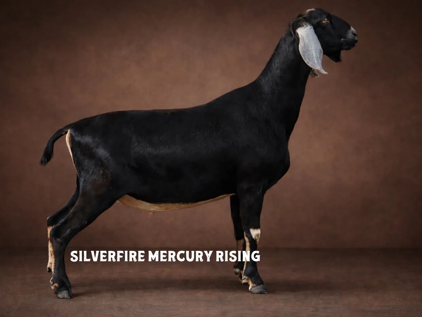 Black goat with white ears standing against brown background.