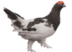 Ptarmigan Property Services