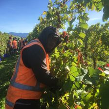 Vinepower New Zealand recognised seasonal employer program