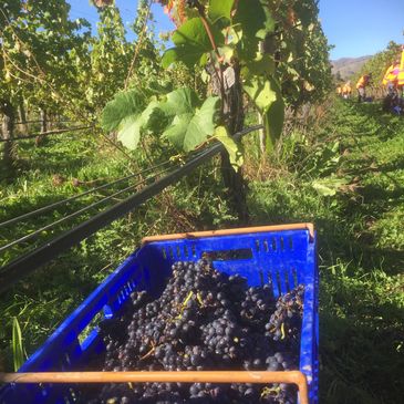 Vinepower New Zealand, contracting business.