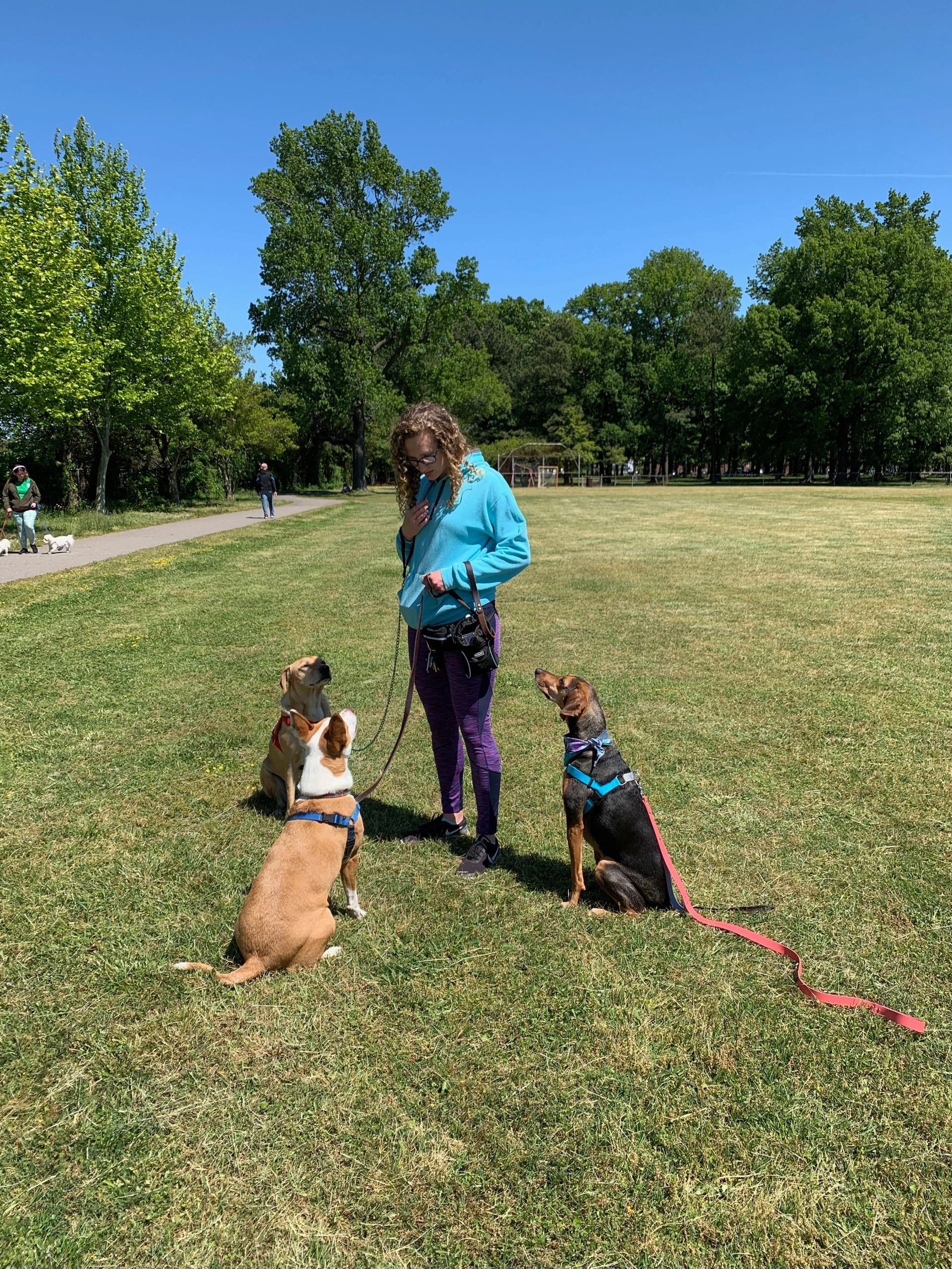 TreatTier Understanding LowHigh Value Food Rewards