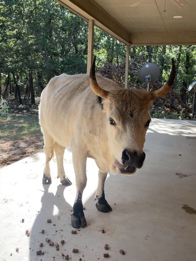 Docile heavy bred 4 year old white dexter (unregistered) cow. Shes bred to a dun highland. 2000$
