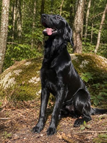A black dog sitting in a forest with its tongue out.