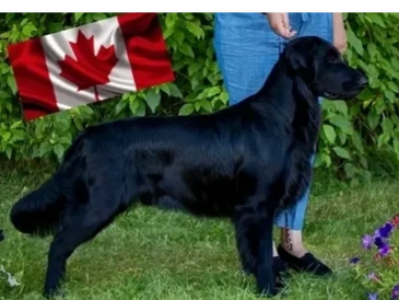 A black Labrador Retriever standing next to a person with a Canadian flag in the background.