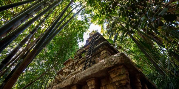 Ancient stone temple surrounded by dense bamboo and jungle foliage.