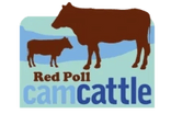 cam cattle 