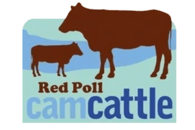 cam cattle 