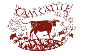 cam cattle 