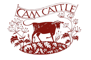 cam cattle 