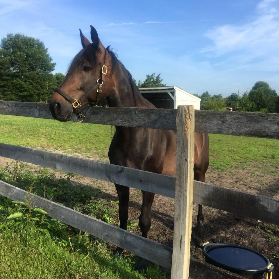 Farm & Pet Sitting With Love By Maria