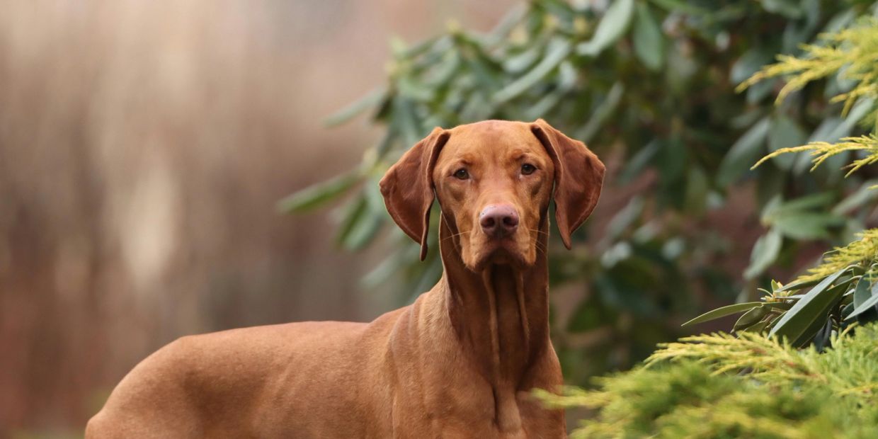 A focused brown dog standing outdoors near greenery.