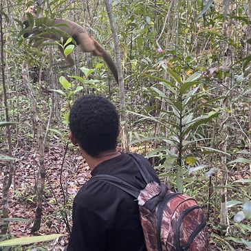 Mahatsiaro collecting movement data on brown lemurs