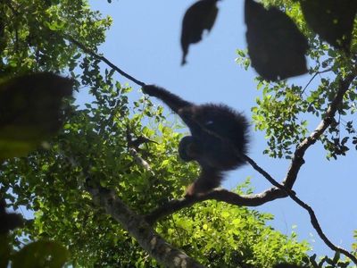 Silhouette of monkey hanging from tree branch against the sky.