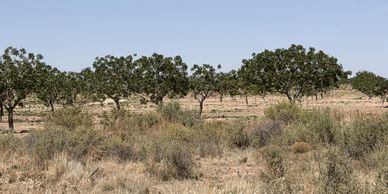Dry landscape with rows of trees under a clear blue sky.