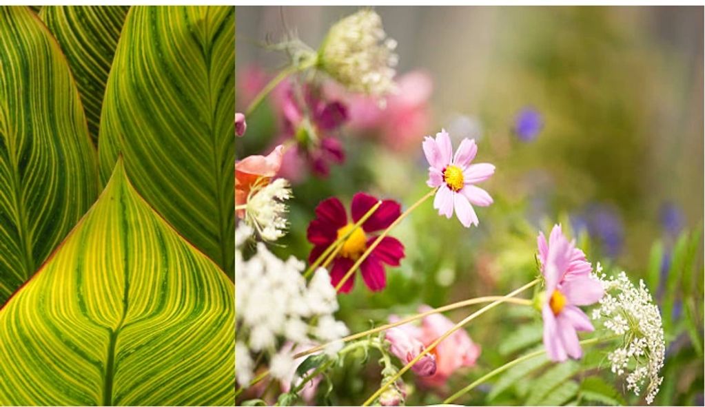 EAC006 wildflowers with green leaves. Available on paper, canvas, metal, or acrylic. Can custom size