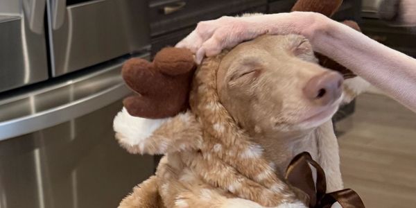 Italian Greyhound wearing a deer outfit being hit on the head by another Italian Greyhound's paw