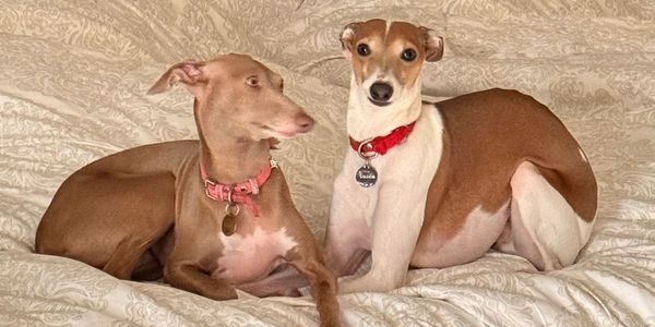 Two Italian Greyhounds sit on a blanket together