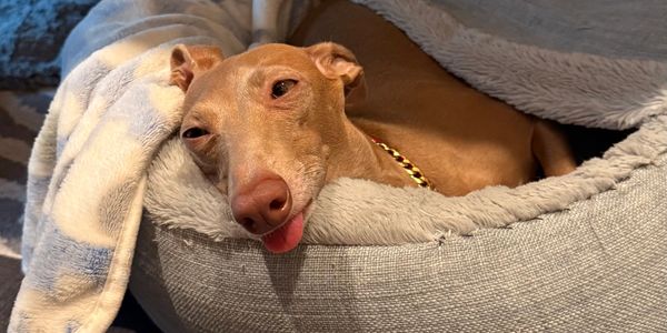 An Italian Greyhound laying in a blue dog bed with its eyes half open sticks its tongue out