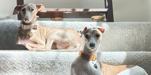 Two Italian Greyhounds sit on stairs in sunlight together